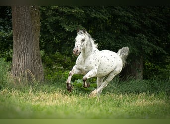 Noriker Mix, Ruin, 14 Jaar, 155 cm, Appaloosa
