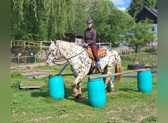 Noriker, Ruin, 15 Jaar, 167 cm, Appaloosa