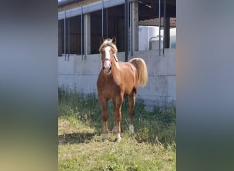 Noriker, Ruin, 1 Jaar, 156 cm