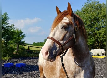 Noriker, Ruin, 20 Jaar, 160 cm, Gevlekt-paard