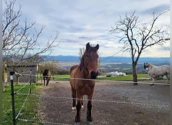 Noriker Mix, Ruin, 27 Jaar, 168 cm, Bruin