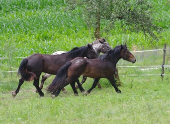 Noriker, Wallach, 2 Jahre, 155 cm, Dunkelbrauner