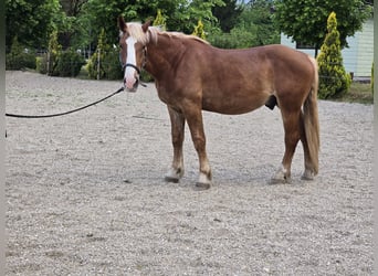 Noriker, Ruin, 2 Jaar, 162 cm, Donkere-vos