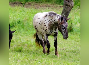 Noriker, Ruin, 2 Jaar, 164 cm, Appaloosa