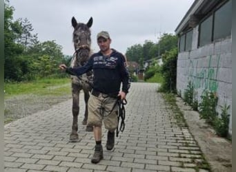 Noriker, Ruin, 2 Jaar, 164 cm, Appaloosa