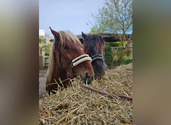 Noriker, Ruin, 2 Jaar, Vos