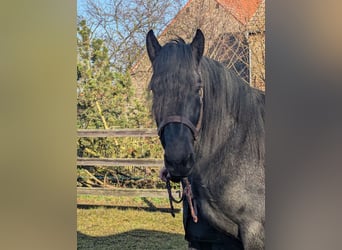 Noriker, Ruin, 2 Jaar, Zwartschimmel