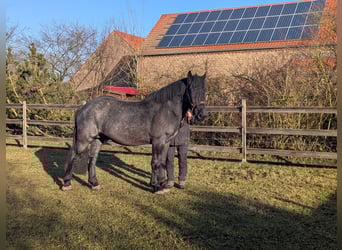 Noriker, Ruin, 2 Jaar, Zwartschimmel