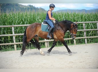 Noriker, Ruin, 3 Jaar, 163 cm, Bruin
