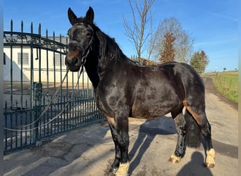 Noriker, Ruin, 3 Jaar, Zwart