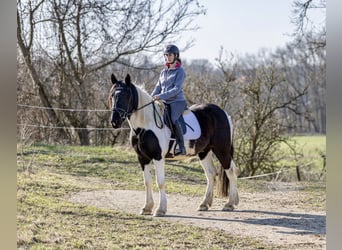 Noriker, Ruin, 4 Jaar, 152 cm, Gevlekt-paard