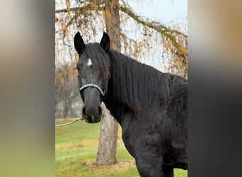 Noriker, Ruin, 4 Jaar, 160 cm, Zwart