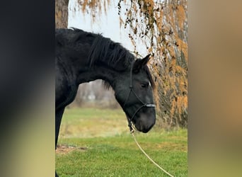 Noriker, Ruin, 4 Jaar, 160 cm, Zwart