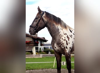 Noriker, Ruin, 4 Jaar, 162 cm, Appaloosa