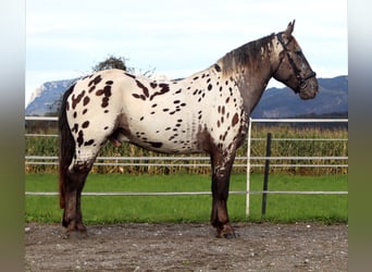 Noriker, Ruin, 4 Jaar, 162 cm, Appaloosa