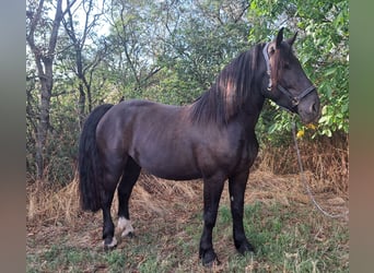 Noriker, Ruin, 4 Jaar, 162 cm, Zwart