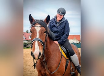 Noriker, Ruin, 4 Jaar, 163 cm, Bruin