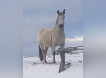 Noriker, Ruin, 4 Jaar, 164 cm, Schimmel