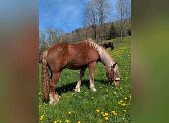 Noriker, Ruin, 4 Jaar, 164 cm, Vos