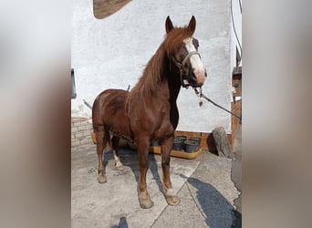 Noriker, Ruin, 4 Jaar, 165 cm, Vos