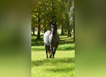 Noriker Mix, Ruin, 4 Jaar, 165 cm, Zwartschimmel