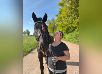 Noriker, Ruin, 4 Jaar, 170 cm, Zwart