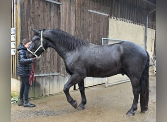 Noriker Mix, Ruin, 4 Jaar