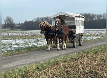 Noriker, Ruin, 5 Jaar, 162 cm, Vos