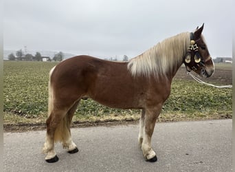 Noriker, Ruin, 5 Jaar, 162 cm, Vos