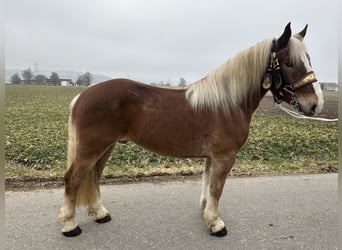 Noriker, Ruin, 5 Jaar, 162 cm, Vos