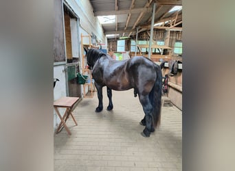 Noriker, Ruin, 5 Jaar, 162 cm, Zwart