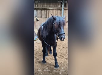 Noriker, Ruin, 5 Jaar, 162 cm, Zwart