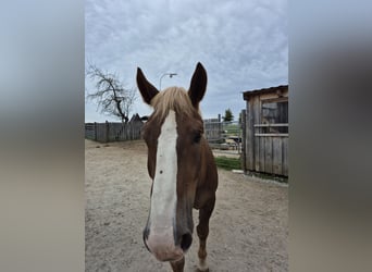 Noriker, Ruin, 5 Jaar, 163 cm, Vos