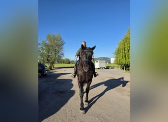 Noriker, Ruin, 5 Jaar, 165 cm, Zwart
