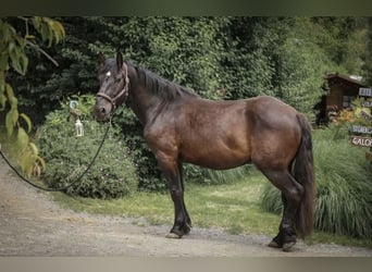 Noriker, Ruin, 5 Jaar, 165 cm, Zwart