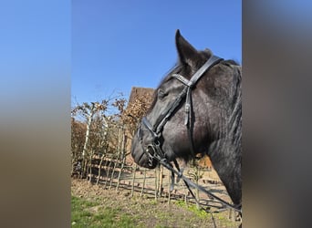 Noriker, Ruin, 5 Jaar, 168 cm, Zwart