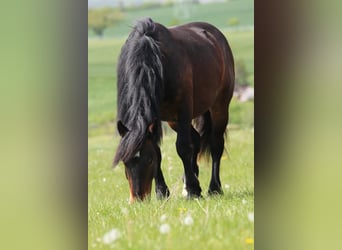Noriker, Ruin, 6 Jaar, 160 cm, Bruin