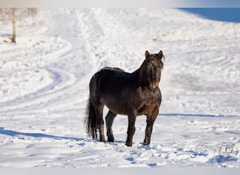 Noriker, Ruin, 6 Jaar, 164 cm, Appaloosa