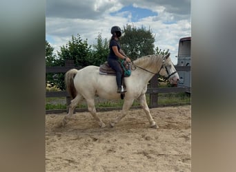 Noriker, Ruin, 6 Jaar, 171 cm, Schimmel