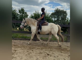 Noriker, Ruin, 6 Jaar, 171 cm, Schimmel