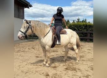 Noriker, Ruin, 6 Jaar, 171 cm, Schimmel