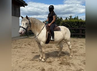 Noriker, Ruin, 6 Jaar, 171 cm, Schimmel