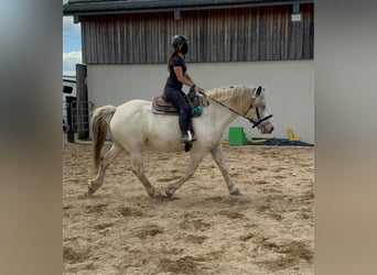 Noriker, Ruin, 6 Jaar, 171 cm, Schimmel