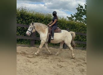 Noriker, Ruin, 6 Jaar, 171 cm, Schimmel