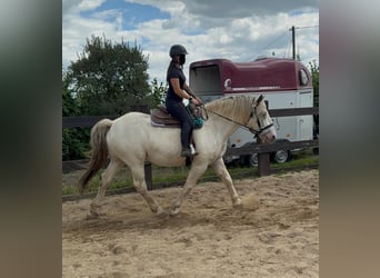 Noriker, Ruin, 6 Jaar, 171 cm, Schimmel