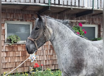 Noriker, Ruin, 6 Jaar