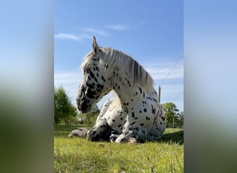Noriker, Ruin, 7 Jaar, 160 cm, Appaloosa