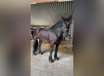 Noriker, Ruin, 7 Jaar, 168 cm, Zwart