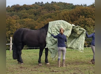 Noriker, Ruin, 7 Jaar, 172 cm, Zwart