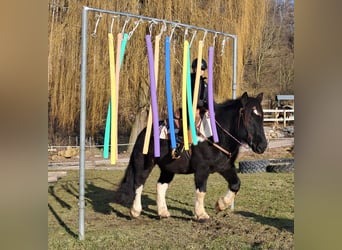 Noriker, Ruin, 8 Jaar, 157 cm, Gevlekt-paard